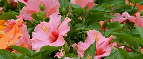 What You Need To Know When Pruning Hibiscus - Haus & Garten®