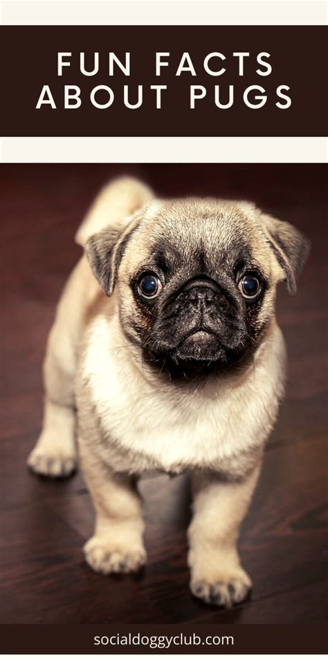 8 Fun Facts About Pugs | Pug facts, Pugs, Dog facts