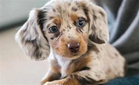 Poodle Mixes - Top 25 Cutest Designer Dogs You Should Know