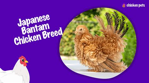 Japanese Bantam Chicken Breed. What is it? - Chicken Pets