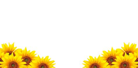 Common sunflower Petal Download - sunflower png download - 4724*2336 ...