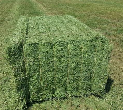 Sell Alfalfa hay ,Lucerne hay,Alfalfa Hay Cubes and Bales(id:24203523) - EC21