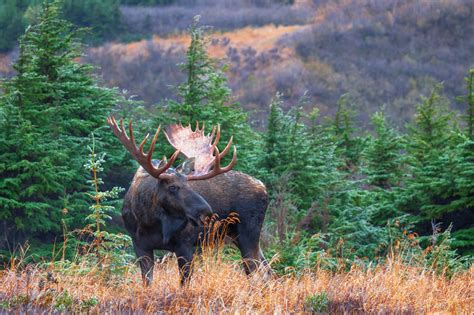 Alaska Bull Moose Standing By Trees Fine Art Photo Print | Photos by ...