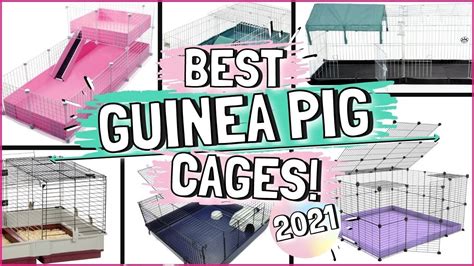 Guinea Pig Cage Size Chart