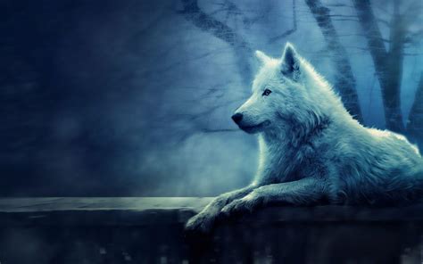 Snow Wolf Wallpapers - Wallpaper Cave