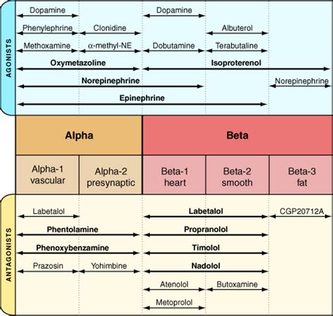 Alpha and Beta receptors | Pharmacology nursing, Pharmacology, Nurse anesthesia