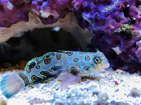 My favourite fish - psychedelic mandarin goby : r/pics