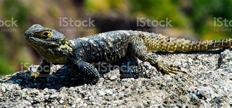 Starred Agama Lizard Stock Photo - Download Image Now - 2015, Africa ...