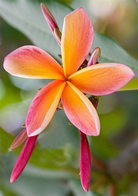 120 best Frangipani varieties images on Pinterest | Exotic flowers ...