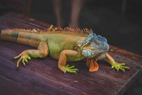 How Do Iguanas Walk? • Tips & Tricks for Pets