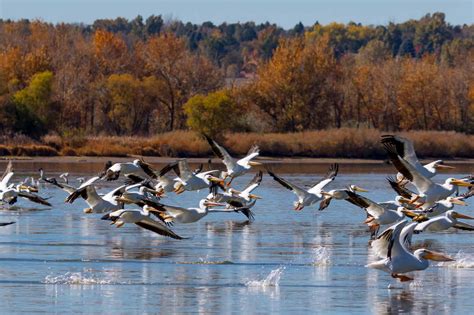 Pelican - A-Z Animals