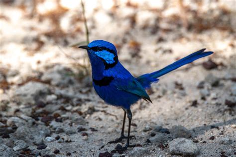 Young Male Splendid Fairywren : birding