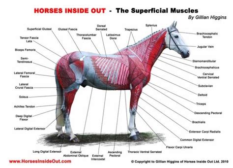 Horse Anatomy - Allpony