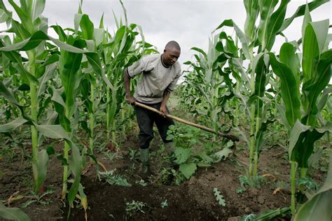 Emefiele Says CBN Will Resist All Attempts to Continue Maize ...