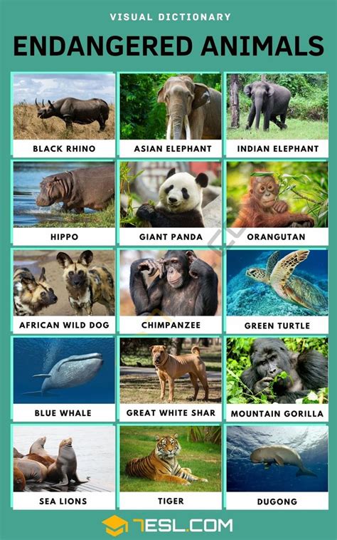 an image of animals that are labeled in english and spanish with the words,'animal dictionary