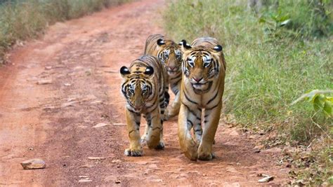 Tadoba National Park – Dulcimer Tours | Tadoba National Park – Dulcimer ...