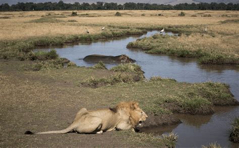 Species Diversity Maintains Grasslands — Biological Strategy — AskNature