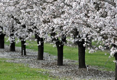 A line of California almond trees in bloom | The first of th… | Flickr