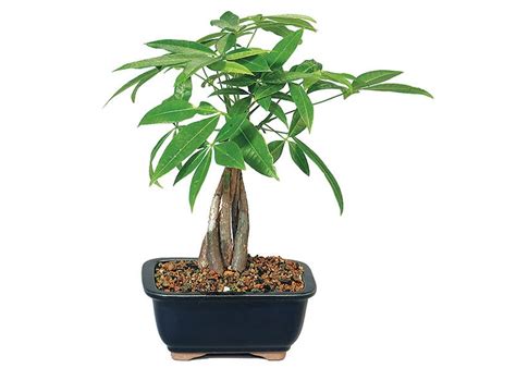 Care guide for the Money tree (Pachira aquatica) - Bonsai Empire