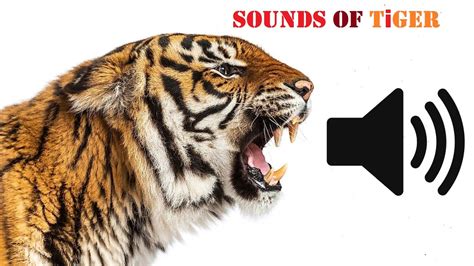 Tiger Sounds || All Types Of Sounds Make By Tigers - YouTube