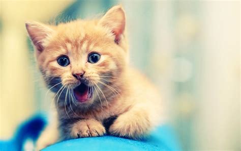 Cute Kitten Pictures Wallpaper ·① WallpaperTag