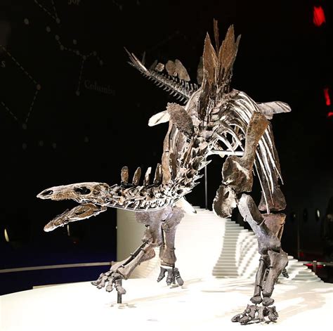 Stegosaurus Facts, Plate, Behavior, Characteristics and Adaptation