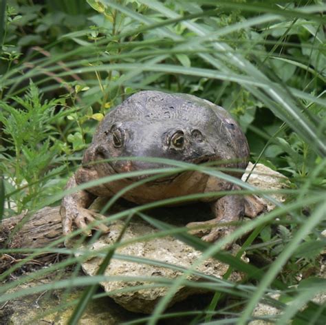 Goliath Frog | Animal Wildlife