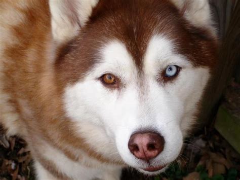 Pin by Aims J on Animals | Red husky, Different colored eyes, Husky eyes