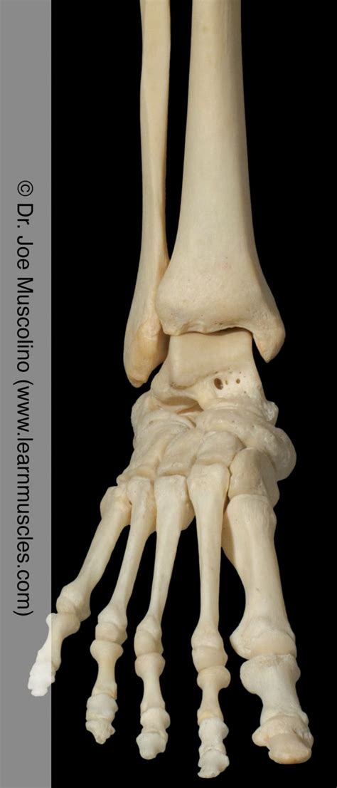 Ankle (Talocrural) Joint - Learn Muscles