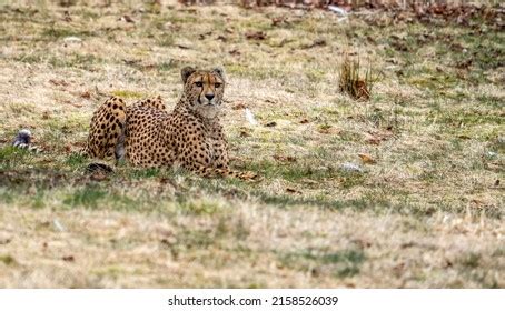 Gepard Eyes Stock Photos and Pictures - 265 Images | Shutterstock