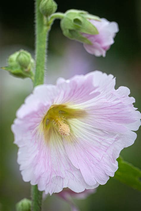 Alcea rosea, 'Simplex' Seeds £2.85 from Chiltern Seeds - Chiltern Seeds ...