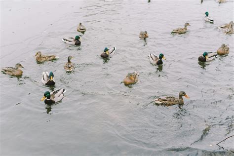 Ducks Swimming Photos, Download The BEST Free Ducks Swimming Stock ...