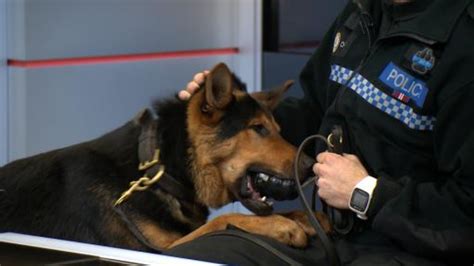 Police dog handler labelled a 'hero' after chase injury | ITV News Central