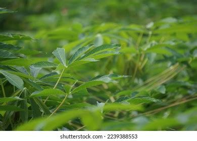 Cassava Leaves On Tree Indonesian Call Stock Photo 2239388553 ...