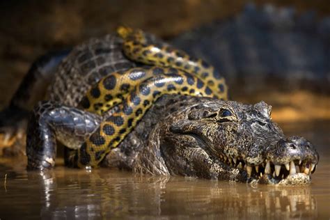 Florida Showdown: Who Emerges Victorious in a Burmese Python vs. Crocodile Battle? - AZ Animals