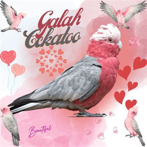 Galah - Rose-breasted cockatoo Care Food Breeding and training