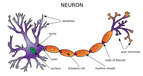 Neurons Explained For Kids