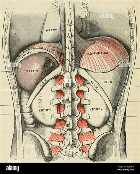 . Cunningham's Text-book of anatomy. Anatomy. 1438 SURFACE AND SUEGICAL ANATOMY. Exposure of ...