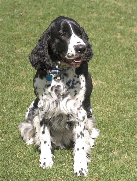 File:English Springer Spaniel black sitting.jpg - Wikimedia Commons