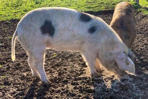 1 Gloucestershire Old Spot Growing, Breeding Gilt | SellMyLivestock ...