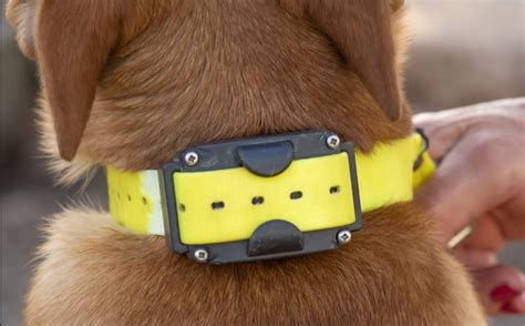 5 Advantages of E-Collar Training for Dogs You Must Know