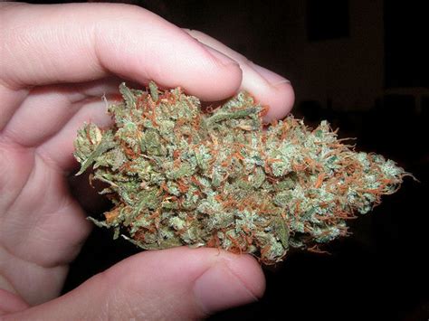 Trainwreck Strain (Buy Online) Information | Side Effects, Grow Tips