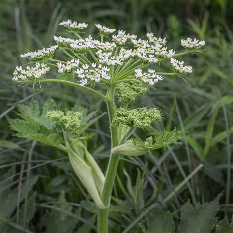 Cow Parsnip: Identification, Edible Parts, and Cooking