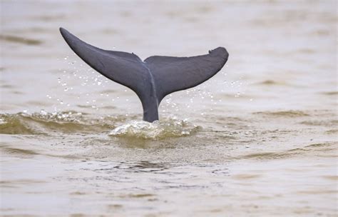 The Irrawaddy dolphin needs our help