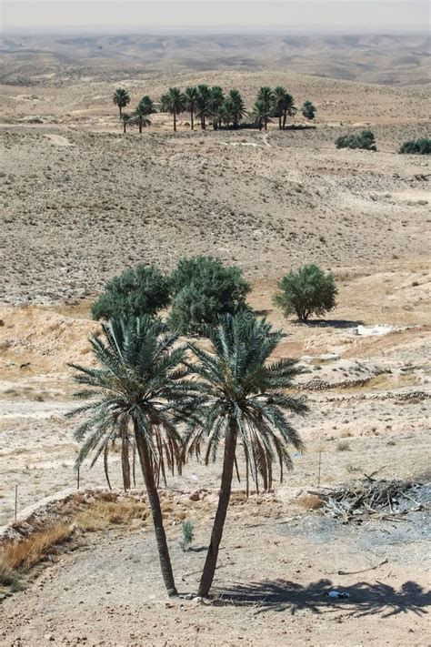 Green Palm Trees In Sahara Desert Stock Photo - Image of rock, horizon ...