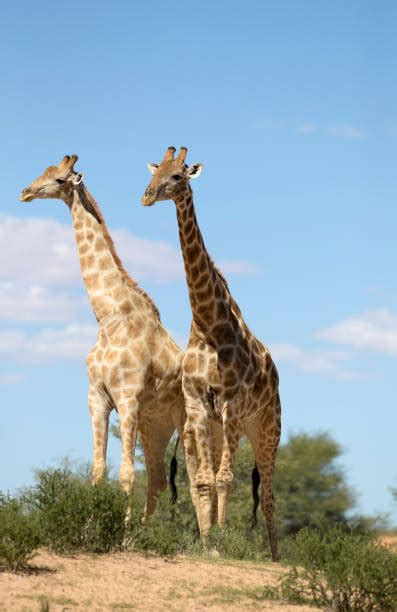 580+ Giraffe Fighting Photos Stock Photos, Pictures & Royalty-Free ...