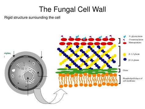 Fungal Cell Membrane