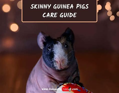 Skinny Pigs Care Guide |Information, Facts & More - Guinea Pig Tube