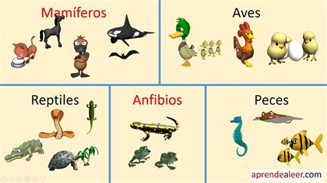 Animales Anfibios Para NiÃ±os - Masamo