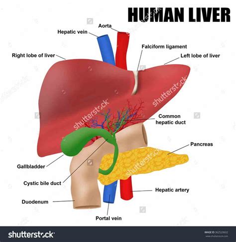 Anatomical Structure Of Liver | MedicineBTG.com